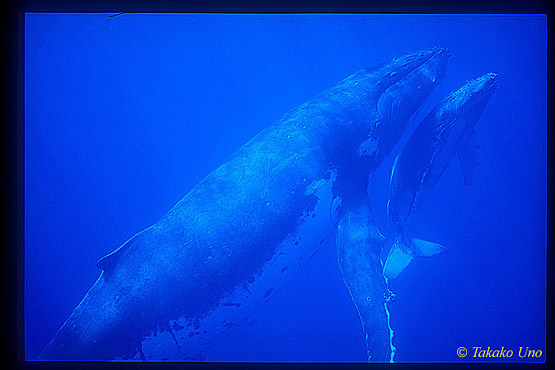 Humpback 31 mom & calf