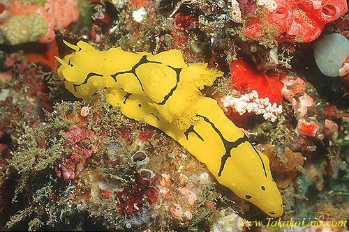 Notodoris minor 01 80mm