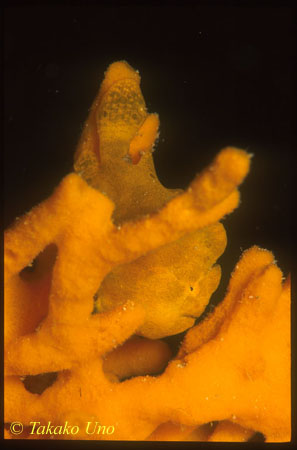 Frogfish 01 Giant, juvenile