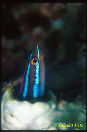 Sabre-tooth Blenny 01