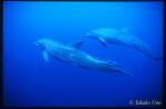 Bottlenosed Dolphins walindi 01 bow riding