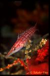 Kuda Gombe 01x Longnosed Hawkfish