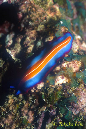 Pseudoceros Flatworm 01