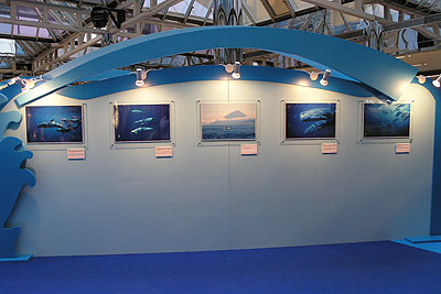 [Cetacean] Our Photo Exhibition in Taikoo City, HK. ---香港での「クジラ＆イルカ」写真展