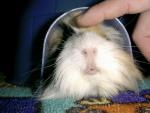 Our Guinea Pig, Yin-no-suke in Igloo.  Yin Yeung (鴛鴦) was quite small, but now is so big that he cannot go inside that entrance