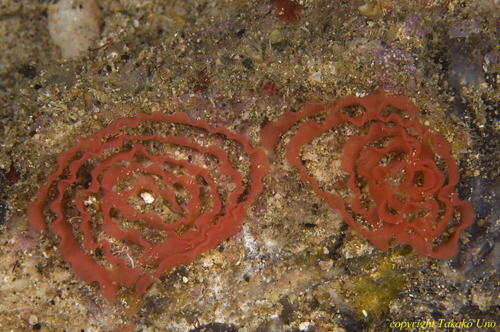 Nudibranch eggs 01t 0323