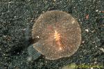 Paraplanocera sp. It's not Nudi, kind of Flatworm. 01 12mm ls