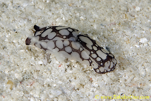 Philinopsis pilsbryi ? 02tc 0064 mb