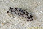 Philinopsis pilsbryi ? 02tc 0064 mb