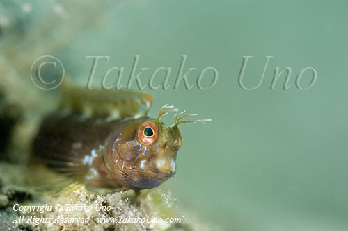 Blenny 01tc 2615 copy