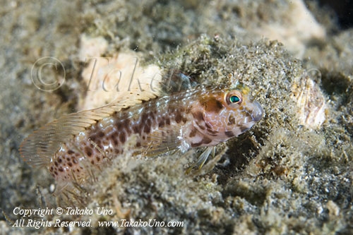 Blenny 04tc 2781 copy