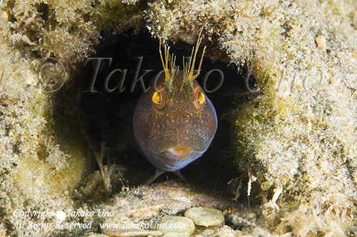 Blenny 06tc 2819 copy