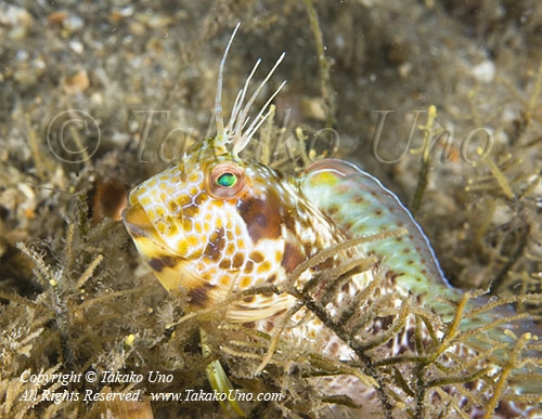 Blenny 09tc 2847 copy