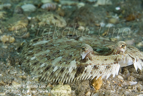 Flounder 07t 2861 copy