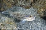 Goby 01tc 2780 copy