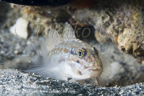 Goby 02tc 2785 copy