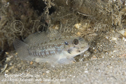 Goby 03tc 2828 copy