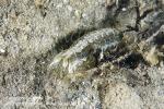 Mantis Shrimp 01tc 2575 copy