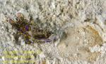 Philinopsis cyanea, Head Shield Slug eats Ctenophore