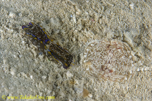 Philinopsis cyanea attacks unidentified Ctenophore Coeloplana sp 01 0054 mb