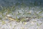 Pipefish 01tc 2644 copy