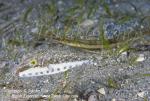 Pufferfish 01t & Pipefish 2673 copy