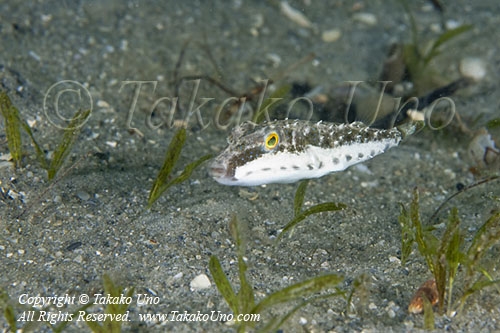 Pufferfish 02tc 2653 copy