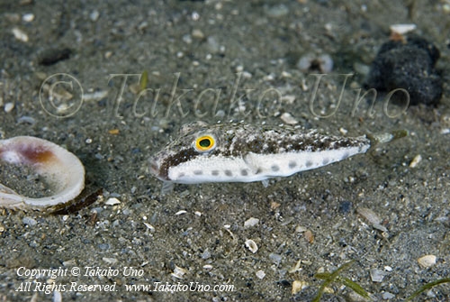 Pufferfish 03t 2656 copy