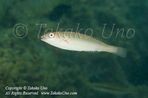 Wrasse 02tc Parrotfish 2822 copy