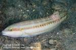 Wrasse 03tc damaged body parasitic growth 2922 copy