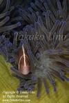 Anemone Fish 03tc Pink 7793_01