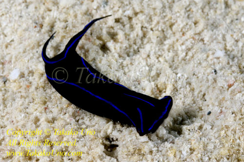 Chelidonura varians 01tc Hammerhead Slug