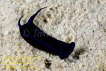 Chelidonura varians 01tc Hammerhead Slug