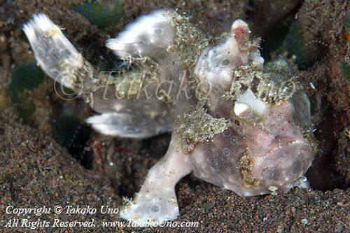 Frogfish 02tc Warty 8034 copy_01