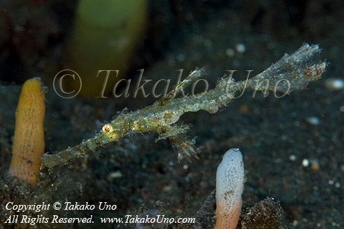 Ghost Pipefish 01tc Rough  copy_01