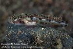 Goby 13tc 7722 copy_01