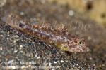 Goby 24tc 8098 copy_01