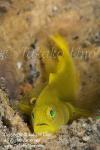 Goby 028tc2 8180 copy_01