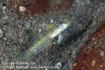 Goby 32tc 8220 copy_01