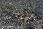 Goby 36tc 8258 copy_01