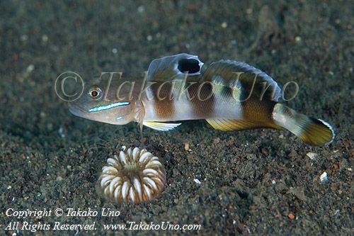 Goby 38tc 8266 copy_01