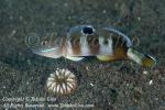 Goby 38tc 8266 copy_01