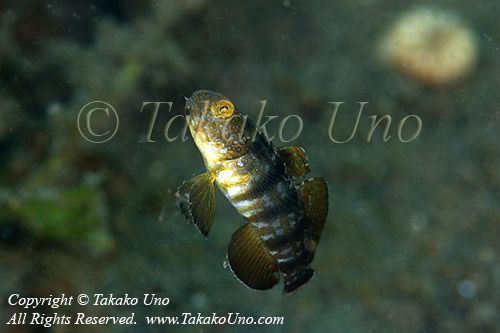 Goby 39tc Sphinx 8308 copy_01