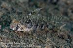 Goby 41tc 8421 copy_01