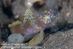 Goby 45tc Metallic 8438 copy_01