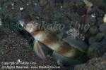 Goby 56tc 8488 copy_01