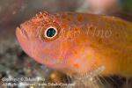 Goby 60tc1 8563 copy_01