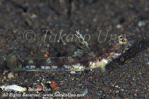 Goby 62tc 8632 copy_01