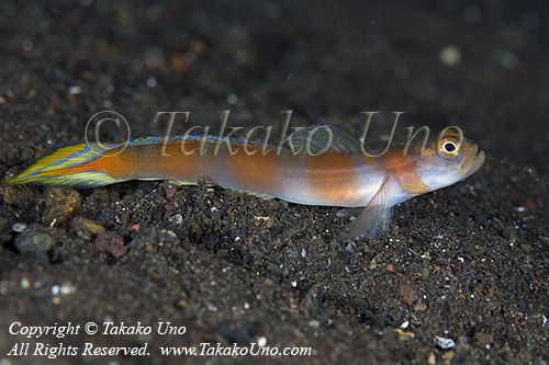 Goby 64tc 8635 copy_01