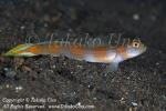 Goby 64tc 8635 copy_01